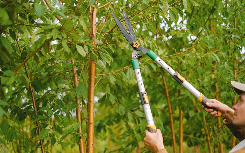 Tree trimming in King Of Prussia, PA